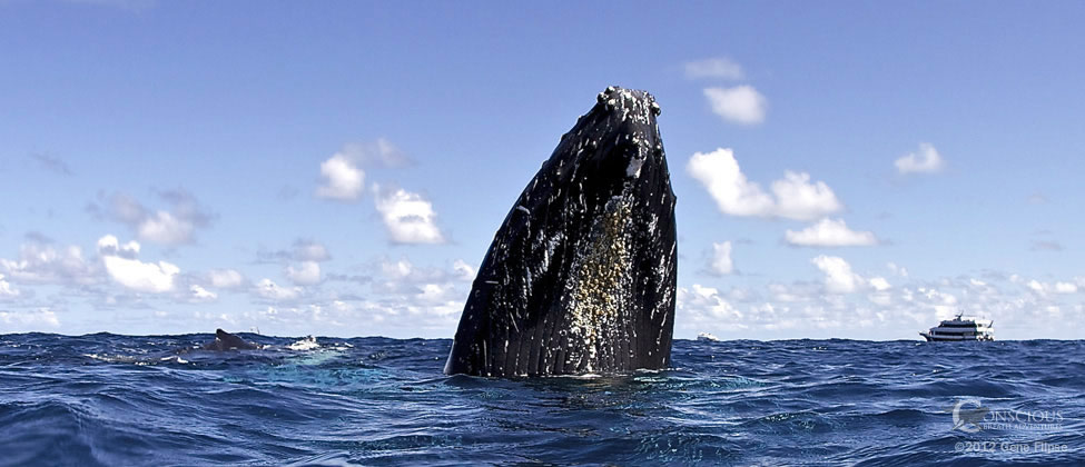 Spyhopping Humpback Whale