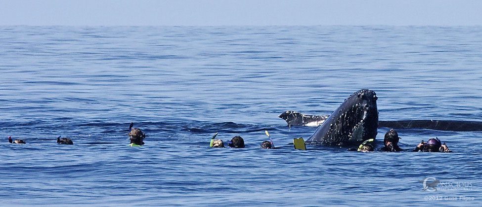 Spyhopping Humpback Whale with Swimmers 2