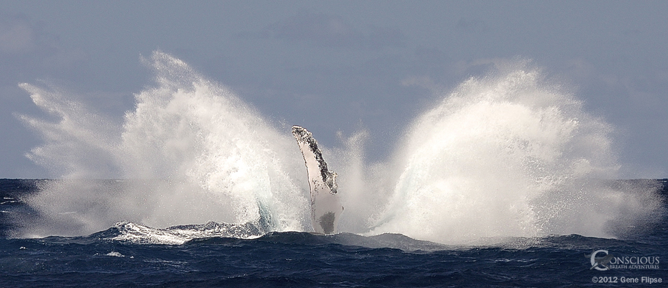 Breach Splash Landing