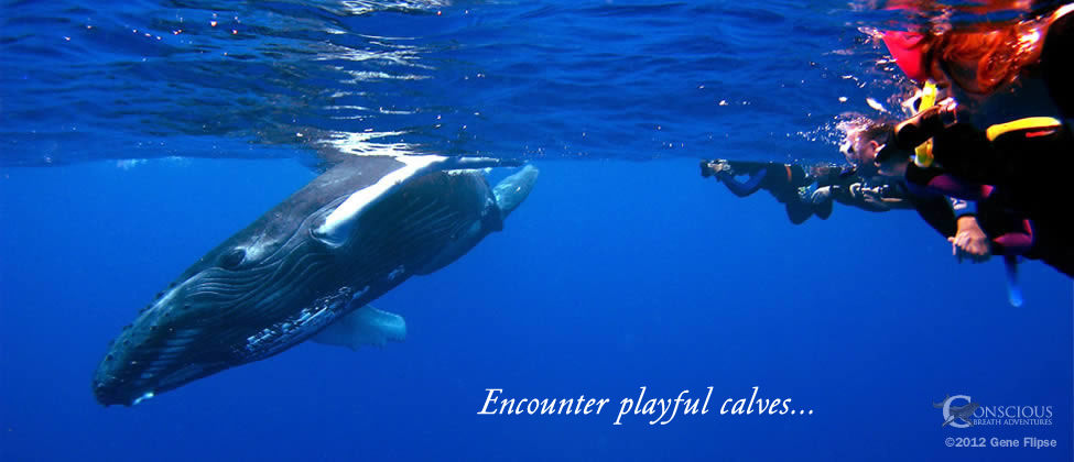 Encounter Playful Calves
