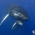 whale mom and calf