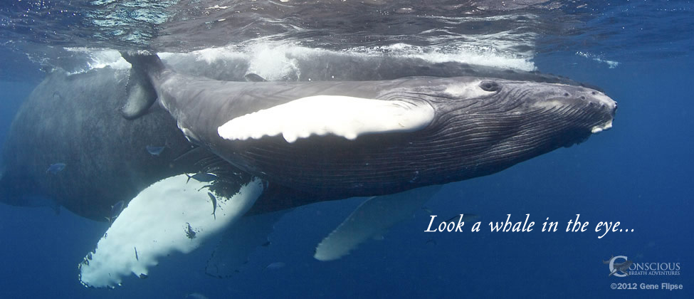 Look a Whale in the Eye