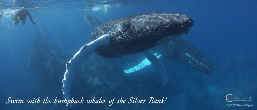 Swim With The Humpback Whales 2