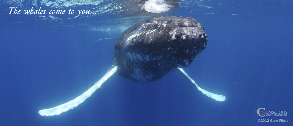 Whales Come to You