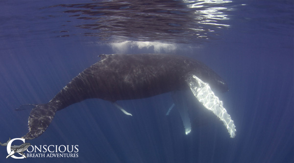 Humpback whale penis