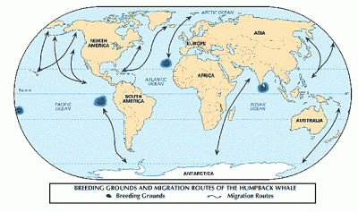 Global MIgration Routes and Breeding Grounds of Humpback Whales