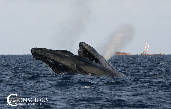 The Sex Life Of Humpback Whales