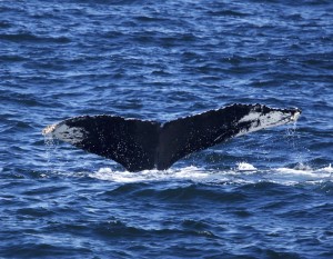 Humpback whale Follicle identified on Jeffreys Ledge