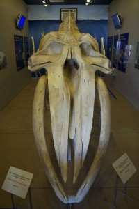 Humpback Whale Skeleton 