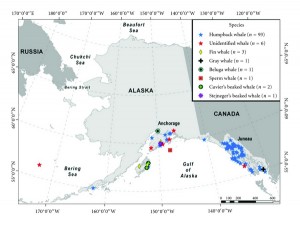 Summary of whale-vessel collision reports in Alaska by species 1978–2011