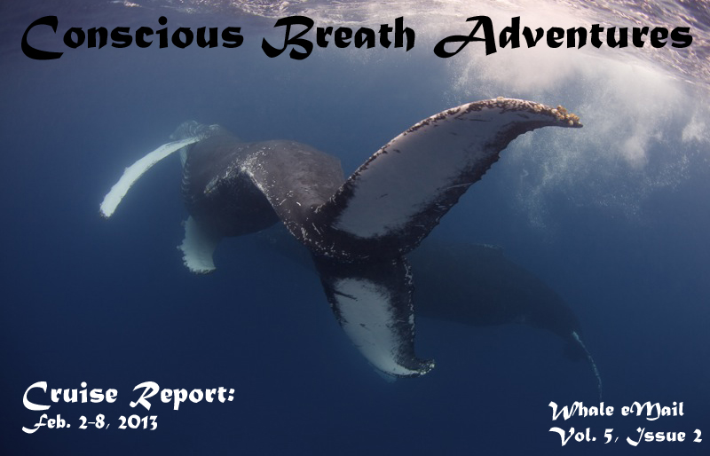 Conscious Breath Adventures Cruise Report: Jan. 26-Feb. 1, 2013
