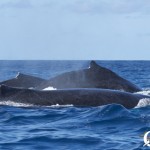 A group of rowdy humpback whales