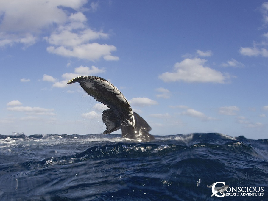The scarred peduncle of a humpback whale