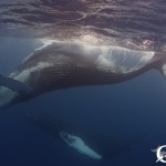 Dancing humpback whales