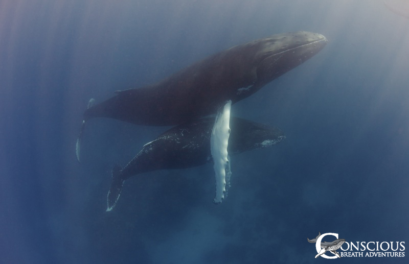 A mother humpback and her yearling calf