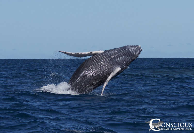 A breaching humpback whale calf