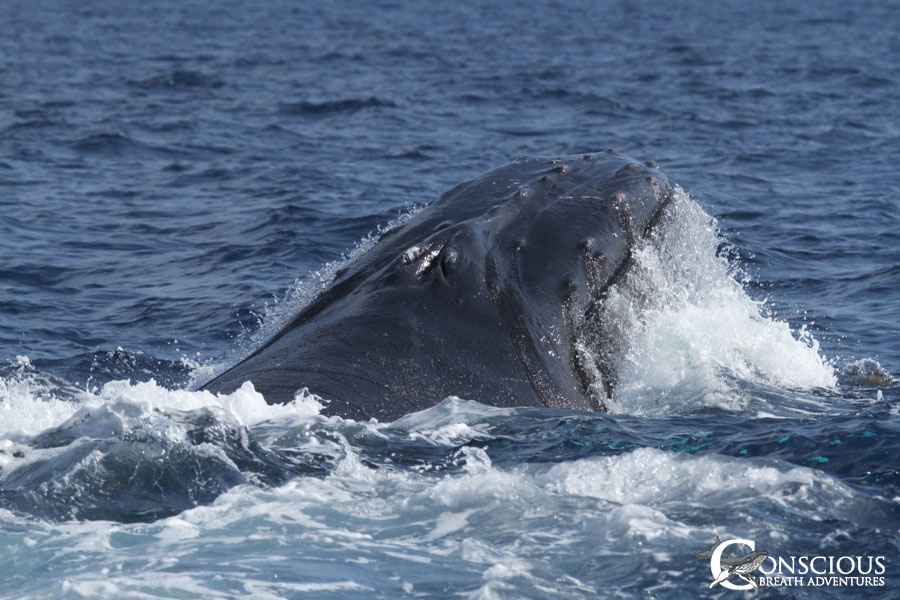 A rowdy humpback whale lunges at the surface