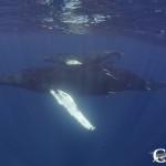 Mother humpback & calf