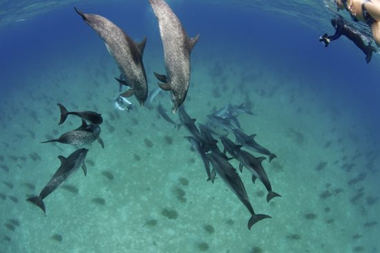 Spotted dolphins near Bimini 
