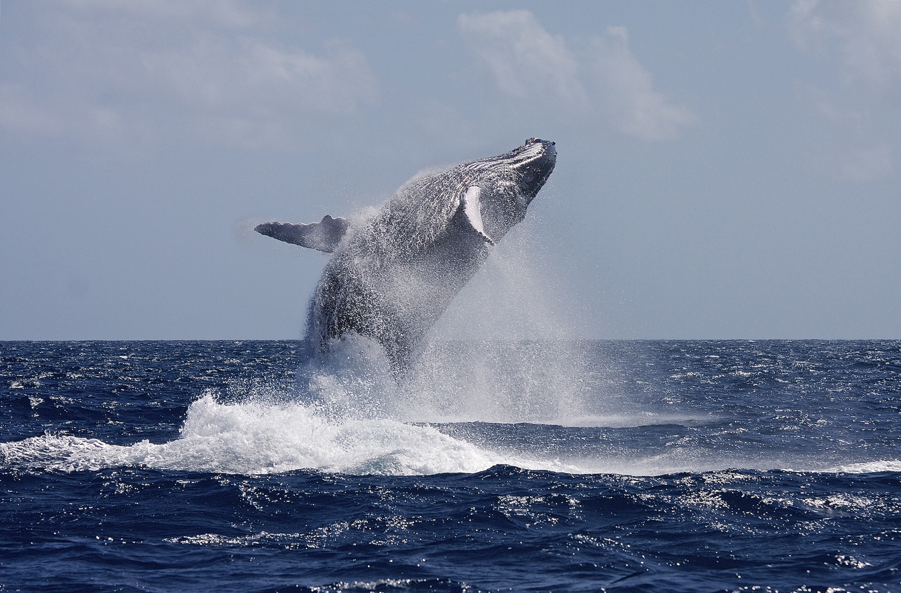 Swim with whales, Silver Bank Dominican Republic | Conscious Breath Adventures