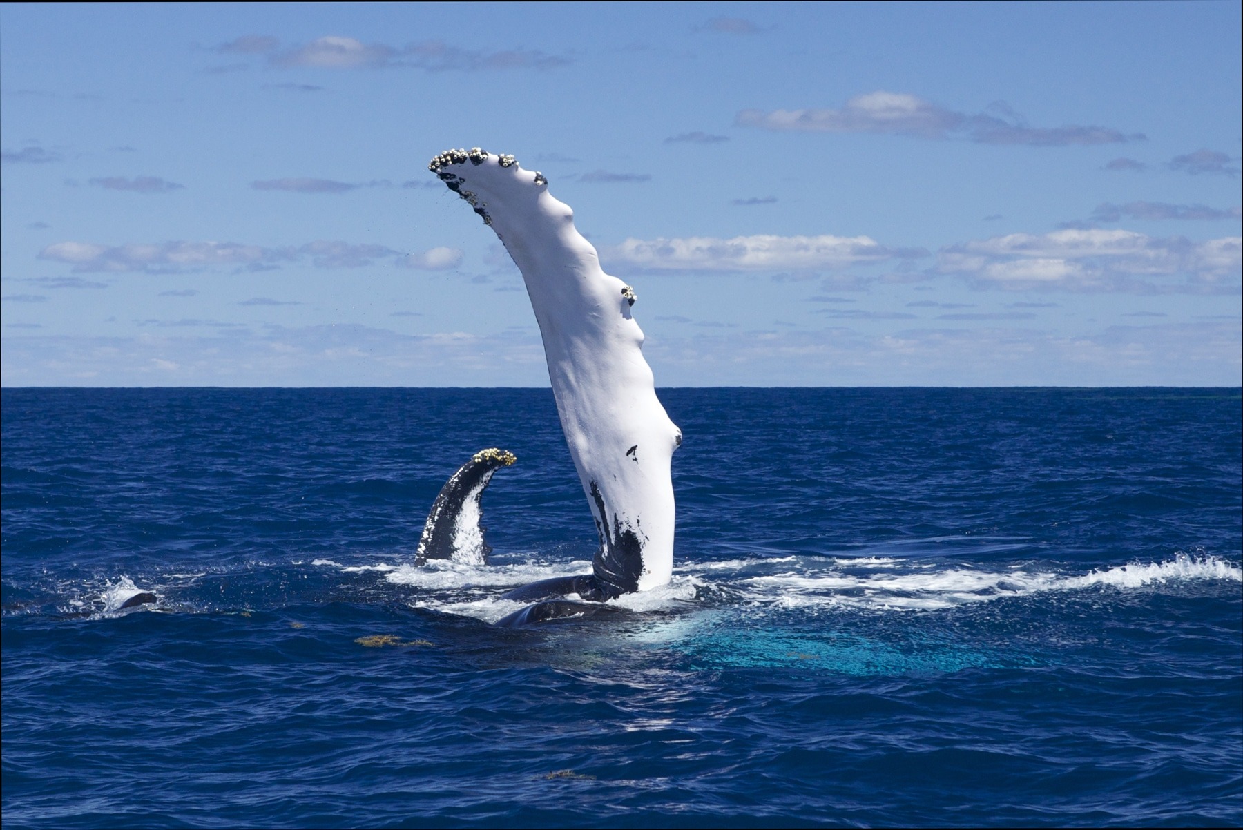 Swim with whales, Silver Bank Dominican Republic | Conscious Breath Adventures