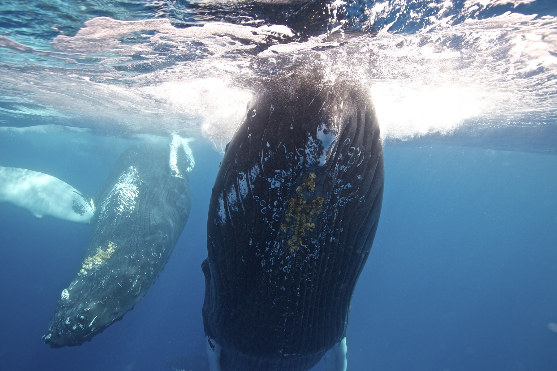 Swim with whales, Silver Bank Dominican Republic | Conscious Breath Adventures