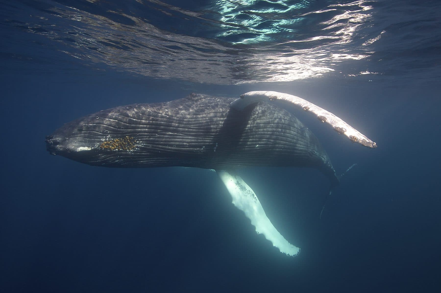 Swim with whales, Silver Bank Dominican Republic | Conscious Breath Adventures