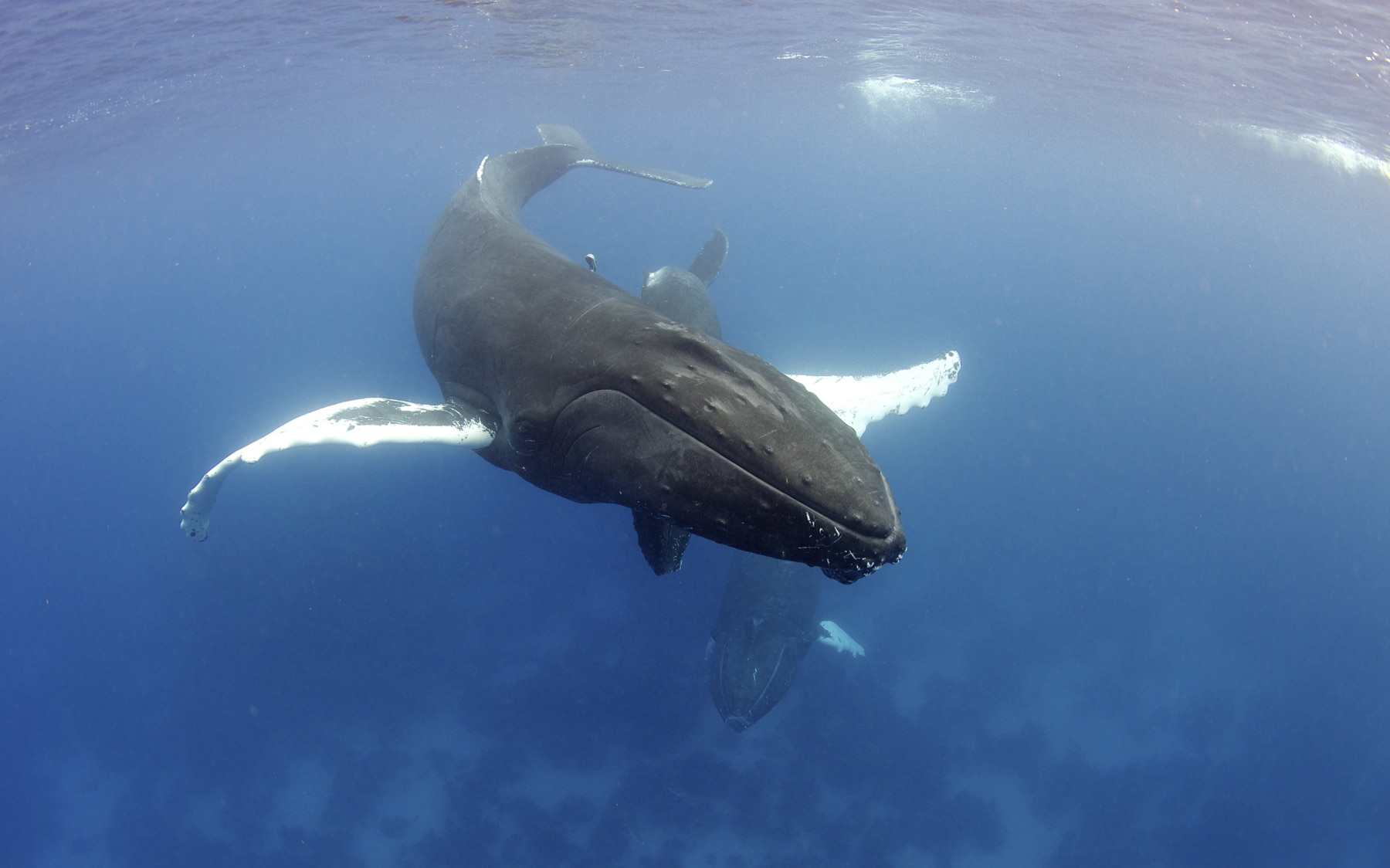 Swim with whales, Silver Bank Dominican Republic | Conscious Breath Adventures