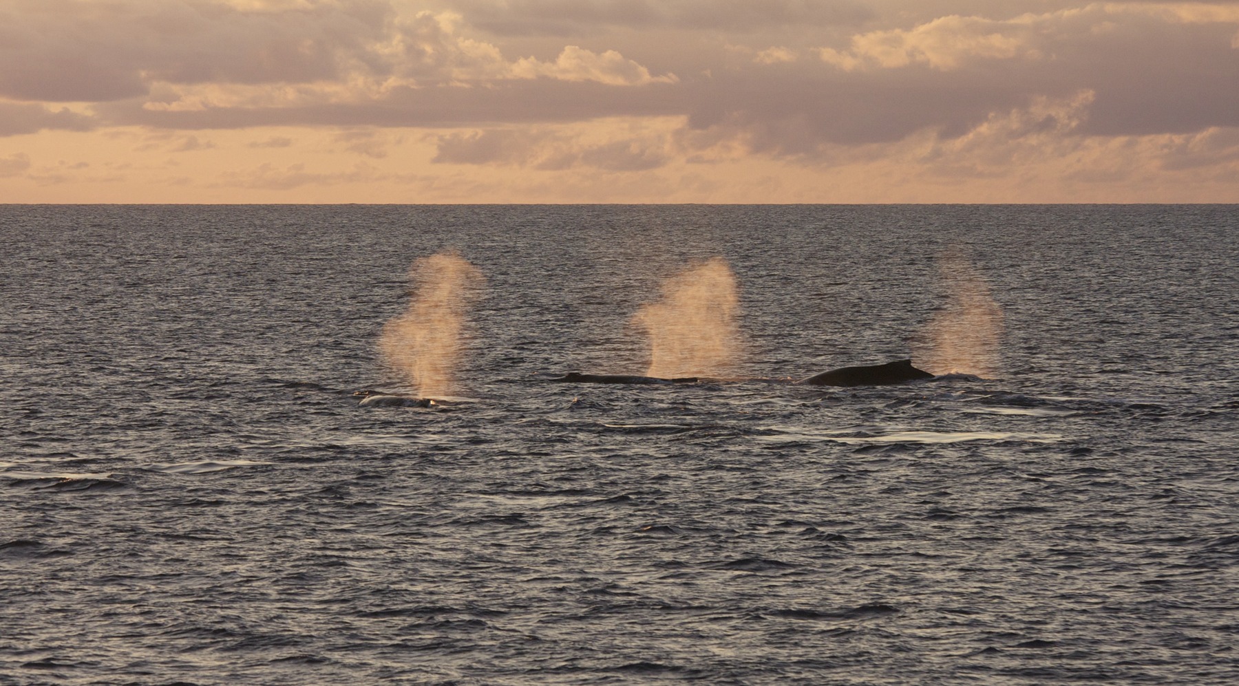 Swim with whales, Silver Bank Dominican Republic | Conscious Breath Adventures