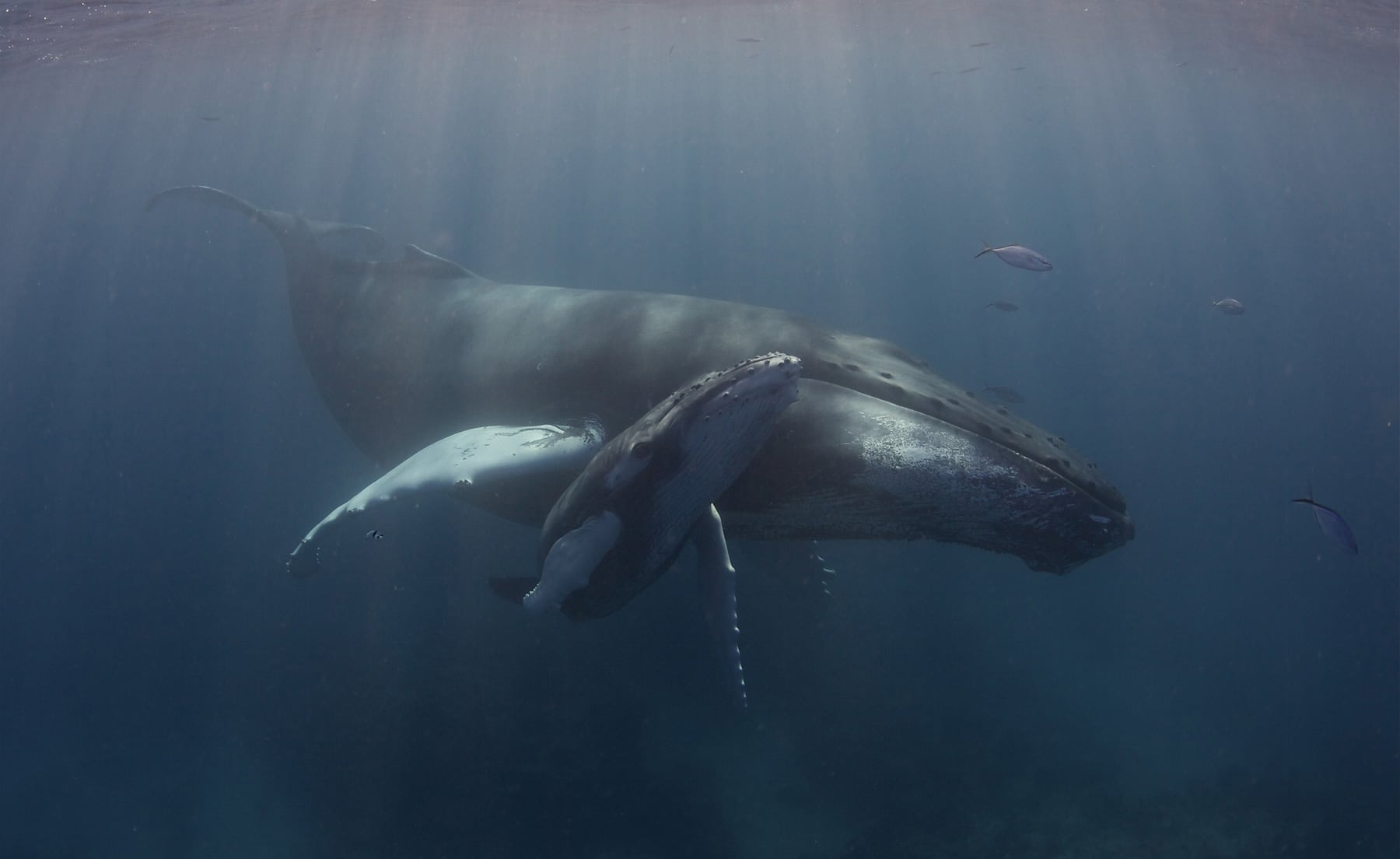 Swim with whales, Silver Bank Dominican Republic | Conscious Breath Adventures