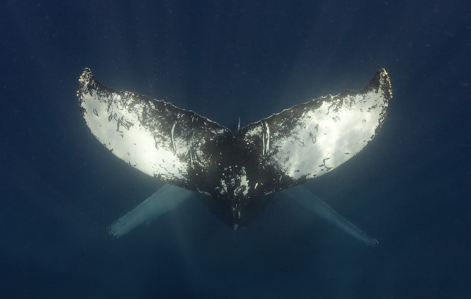 Swim with whales, Silver Bank Dominican Republic | Conscious Breath Adventures