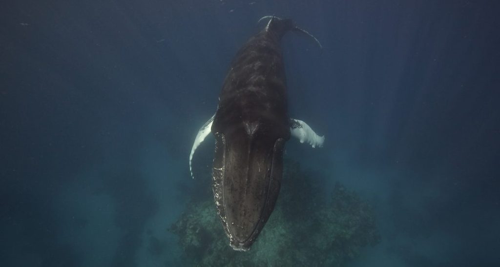 A male humpback whale
