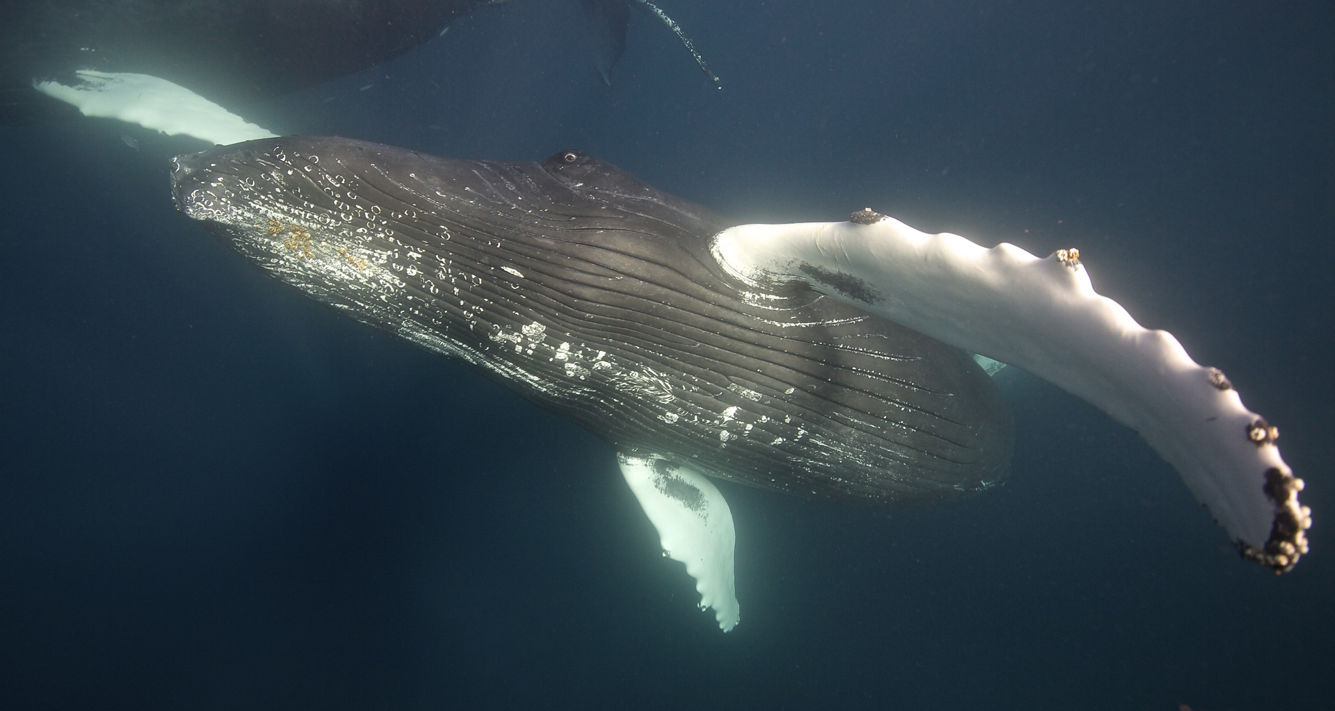 Swim with whales, Silver Bank Dominican Republic | Conscious Breath Adventures