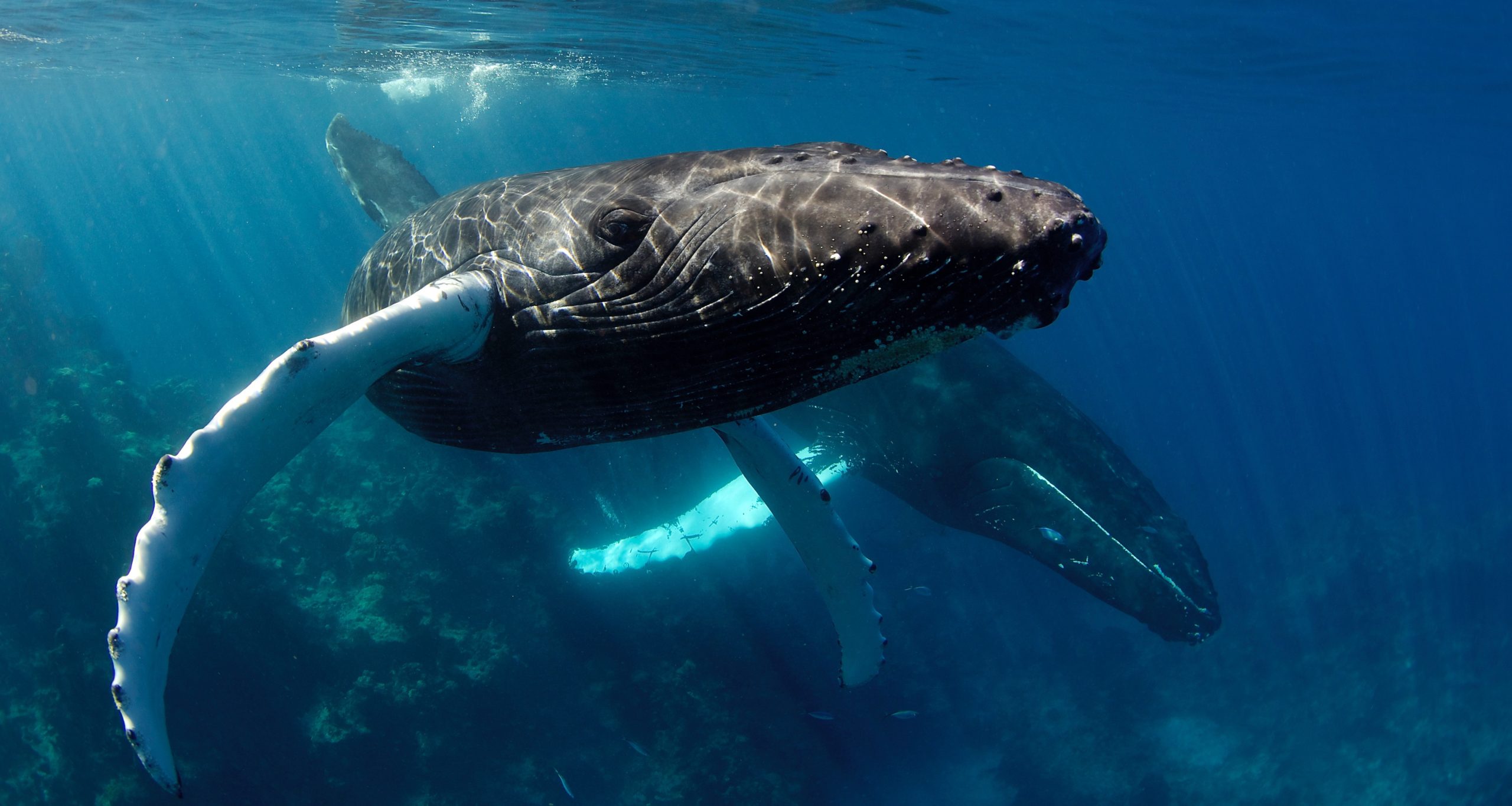 Swim with whales, Silver Bank Dominican Republic | Conscious Breath Adventures