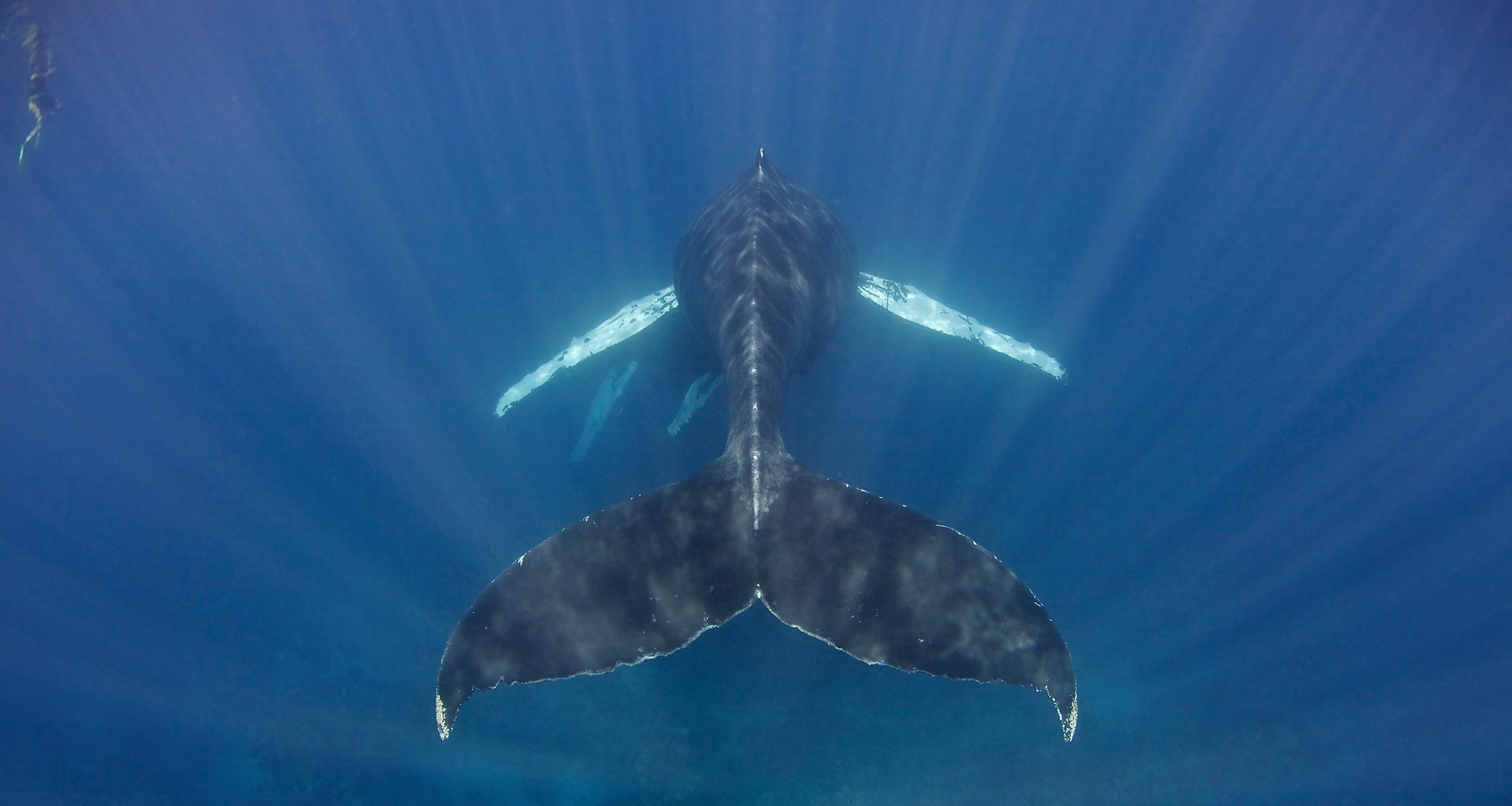 Swim with whales, Silver Bank Dominican Republic | Conscious Breath Adventures