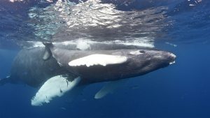 Fun Facts About Mother Humpback Whales