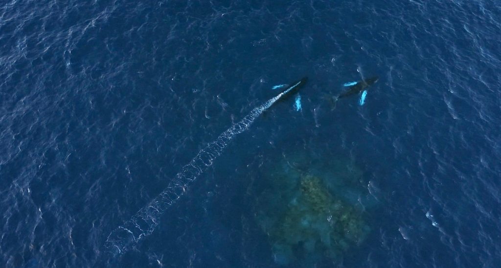 A male humpback whale blows a bubble trail