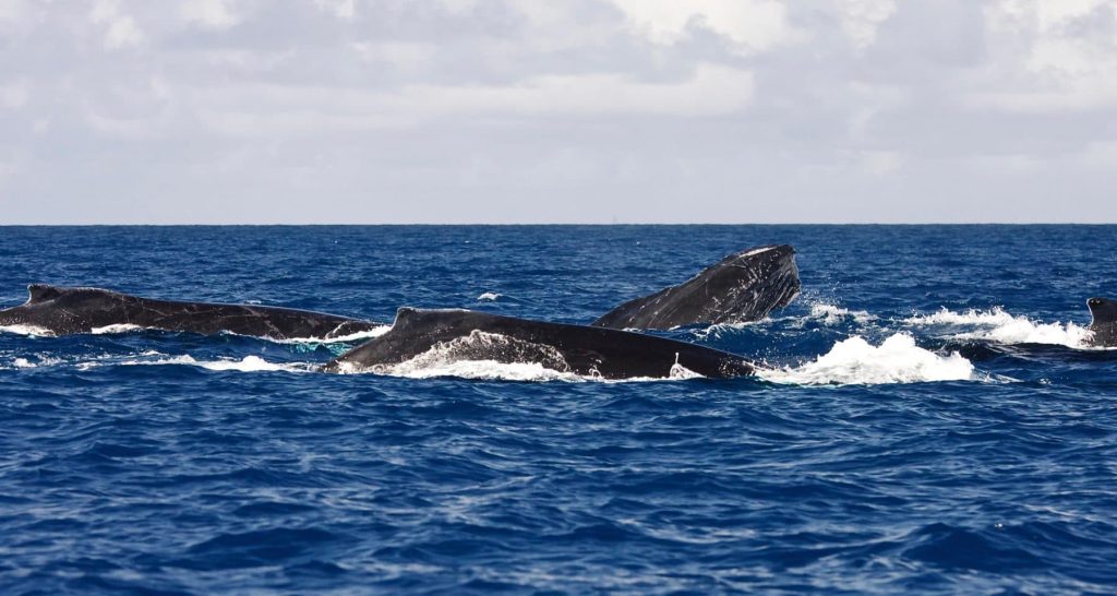 A competitive group of rowdy male humpback whales