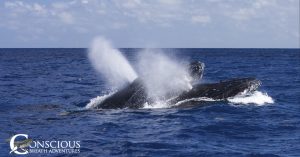 Two male humpback whales fight for a female