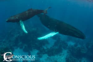 A mother humpback whale and her calf with their personal ecosystems