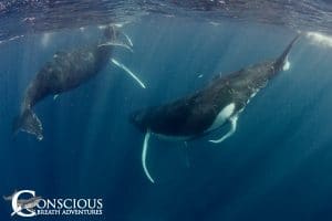 Humpback whale penis