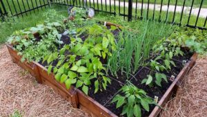 "Square-foot" gardens are one way to grow a lot in a small space