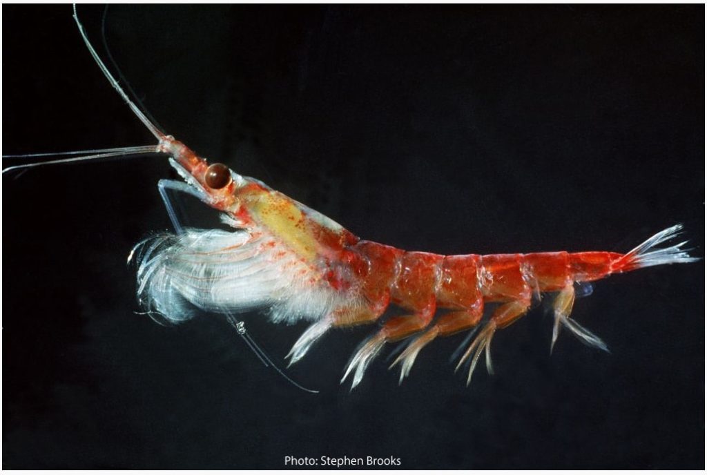 Antarctic Krill