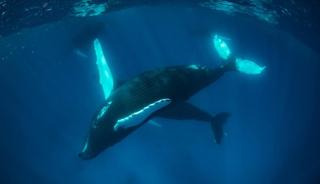 Silver Bank Whale Energy