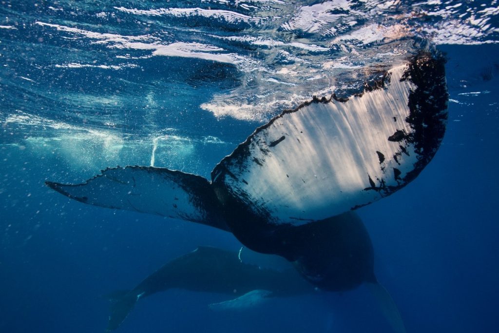 Swimming with whales on the Silver Bank
