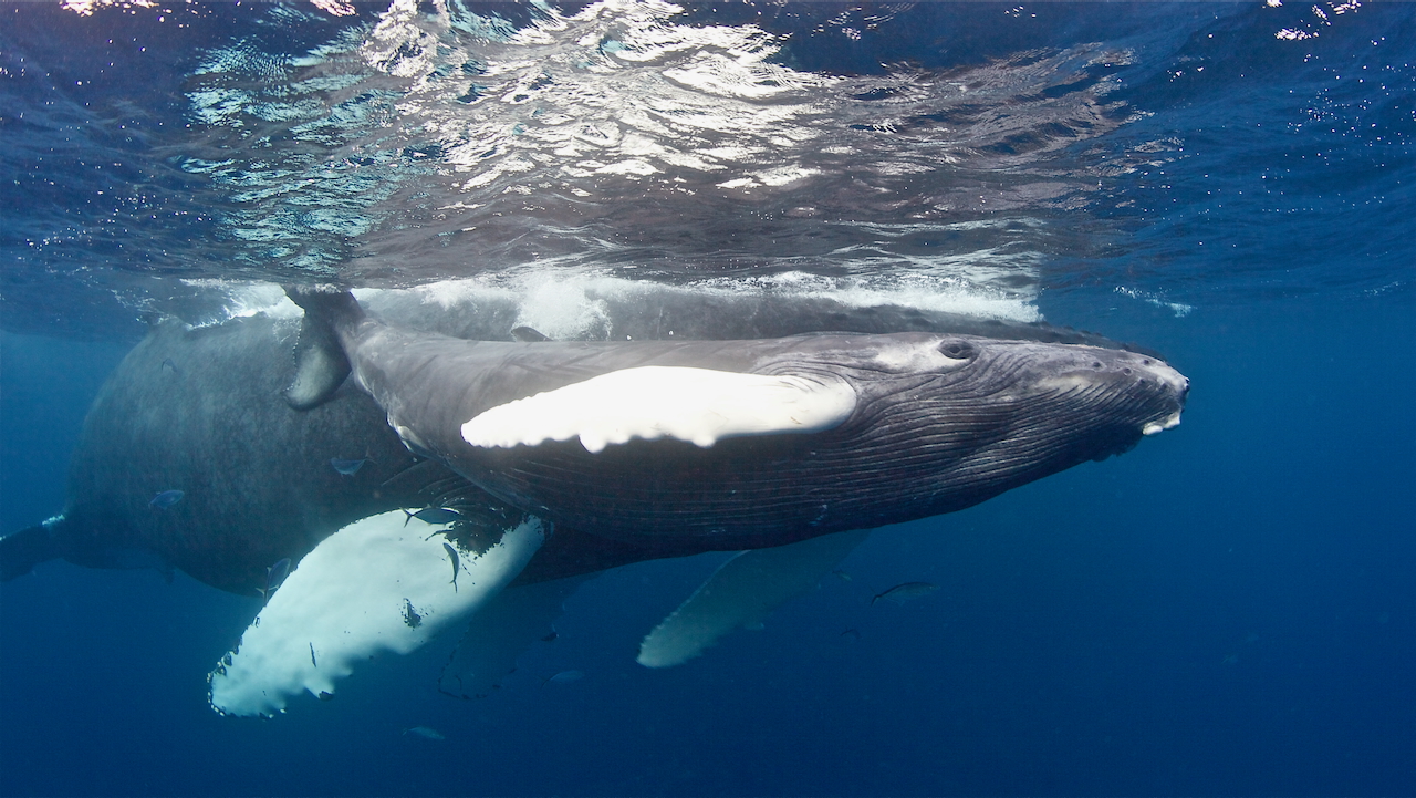 Swim with whales, Silver Bank Dominican Republic | Conscious Breath Adventures